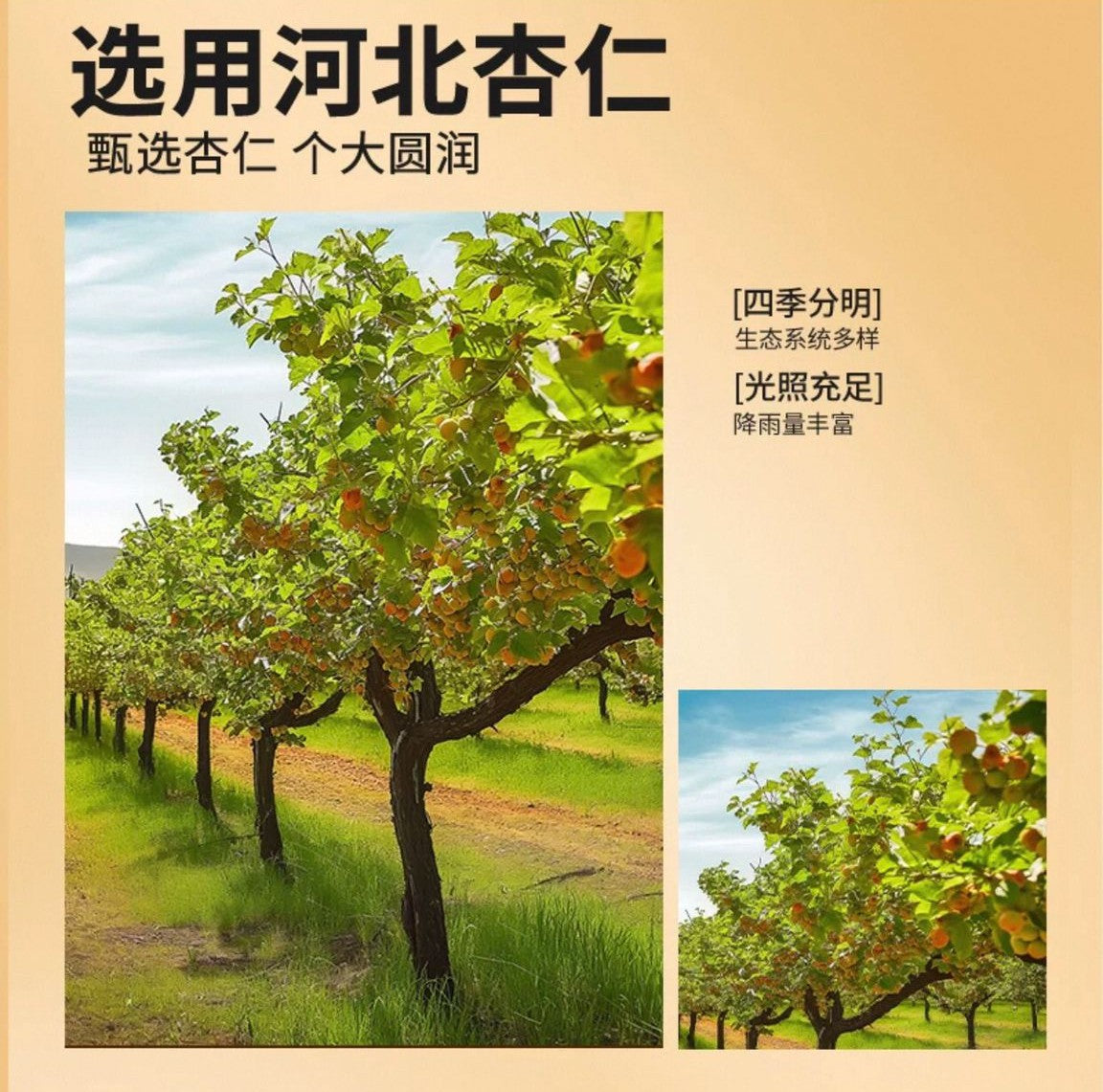 北京同仁堂 Tong Ren Tang|杏仁 110g Almonds|宁夏银川产地|个大圆润 生态种植