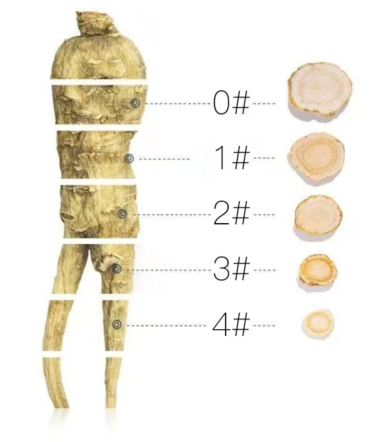 北京同仁堂美国威州花旗参 参片1# & 2# 礼盒- 120g TRT American Wisconsin Ginseng Slices 1# & 2# Gift Set - 120g