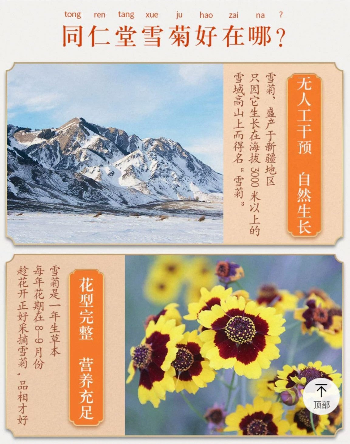 北京同仁堂 Tong Ren Tang | 雪菊 50g Snow Chrysanthemum | 新疆雪域采摘 | 淡雅花香 回甘悠长